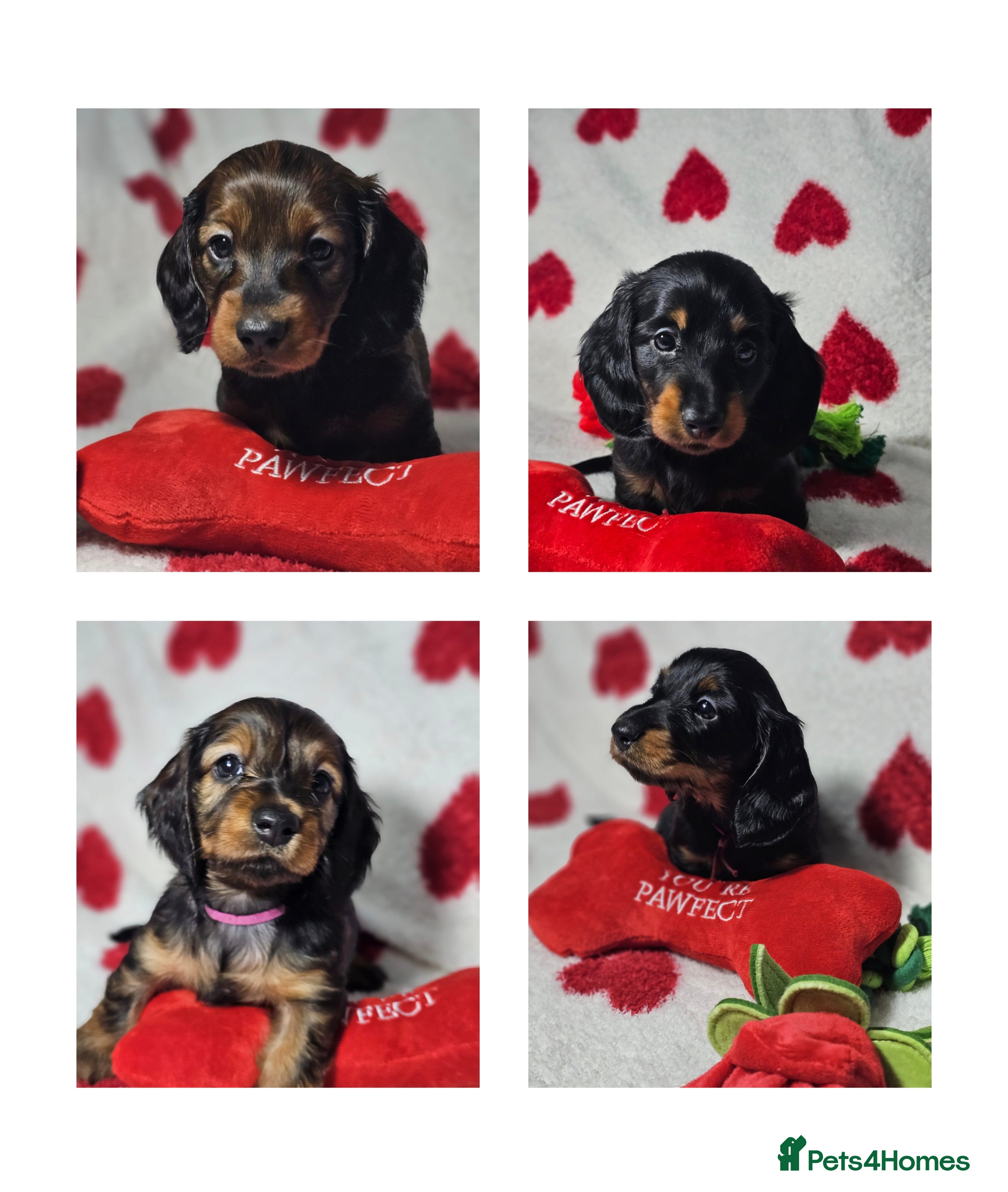 Miniature Dachshund dogs Beautiful  KC Reg Puppies, Health Tested Parents - Advert 16