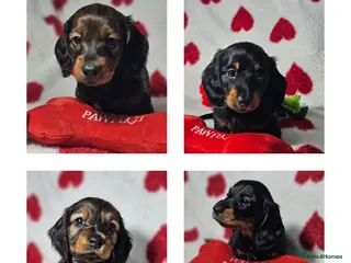 Miniature Dachshund dogs Beautiful KC Reg Puppies, Health Tested Parents - Advert 16