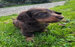 Miniature Dachshund dogs for sale: Miniature long-haired dachshund  - Image 6