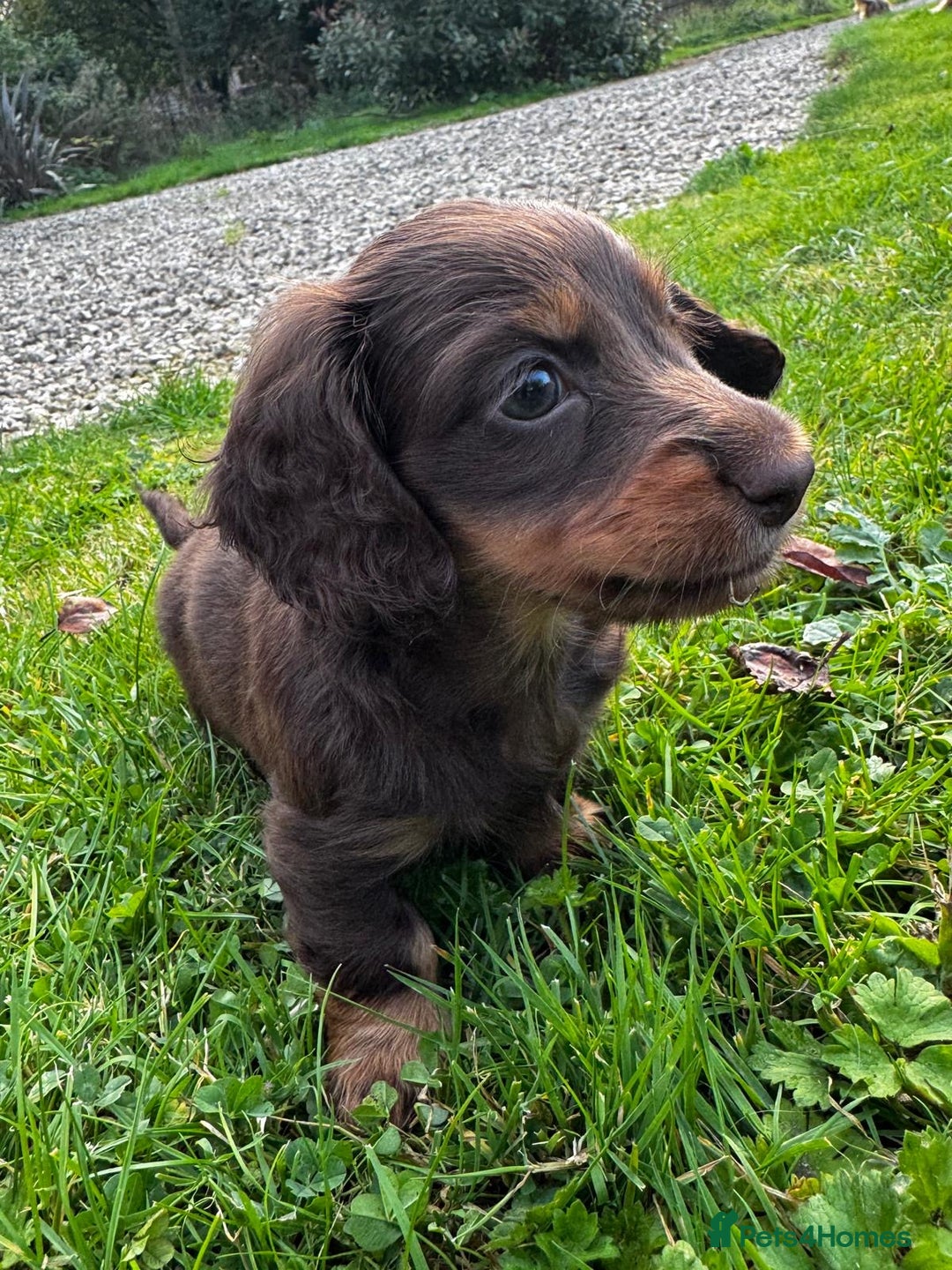 Miniature Dachshund dogs for sale: Miniature long-haired dachshund  - Image 6