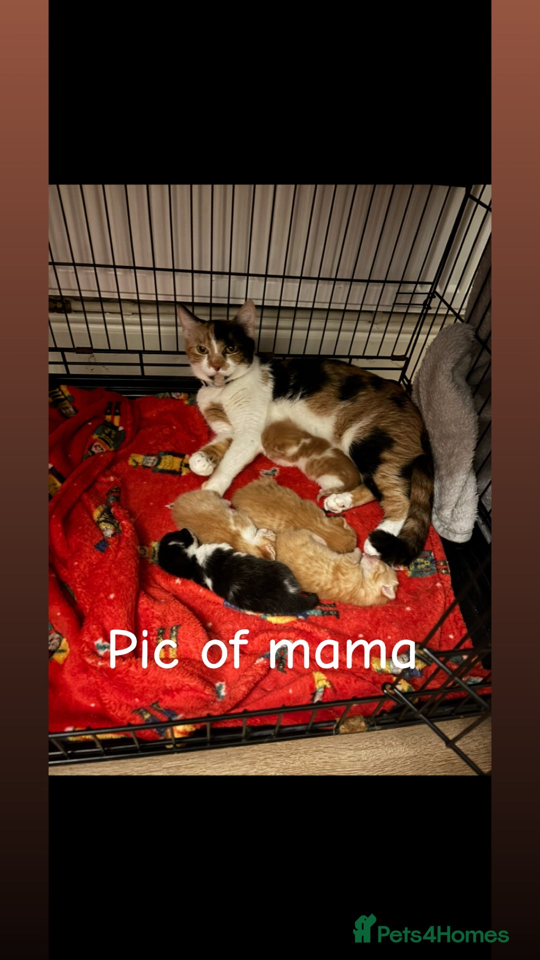 Mixed Breed cats for sale: 8 week old kittens - Advert 1