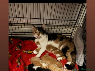 Mixed Breed cats 8 week old kittens - Advert 1