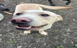 Labrador Retriever dogs for sale: Labrador for sale - Image 5