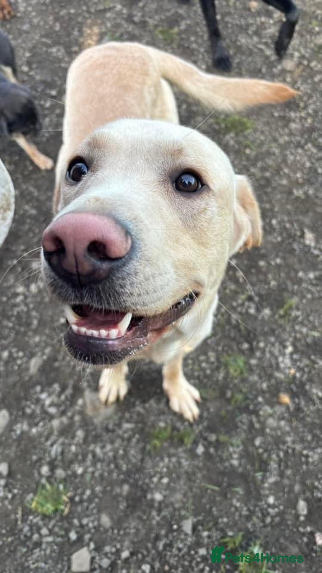 Labrador Retriever dogs for sale: Labrador for sale - Image 5