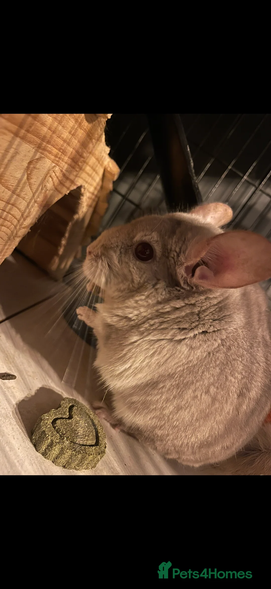 Chinchilla rodents for sale: 2x Male chinchillas - Advert 4