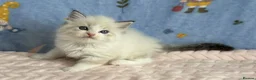 Ragdoll cats for sale: 🐾 Beautiful Ragdoll Kittens for Sale 🐾 - Advert 27