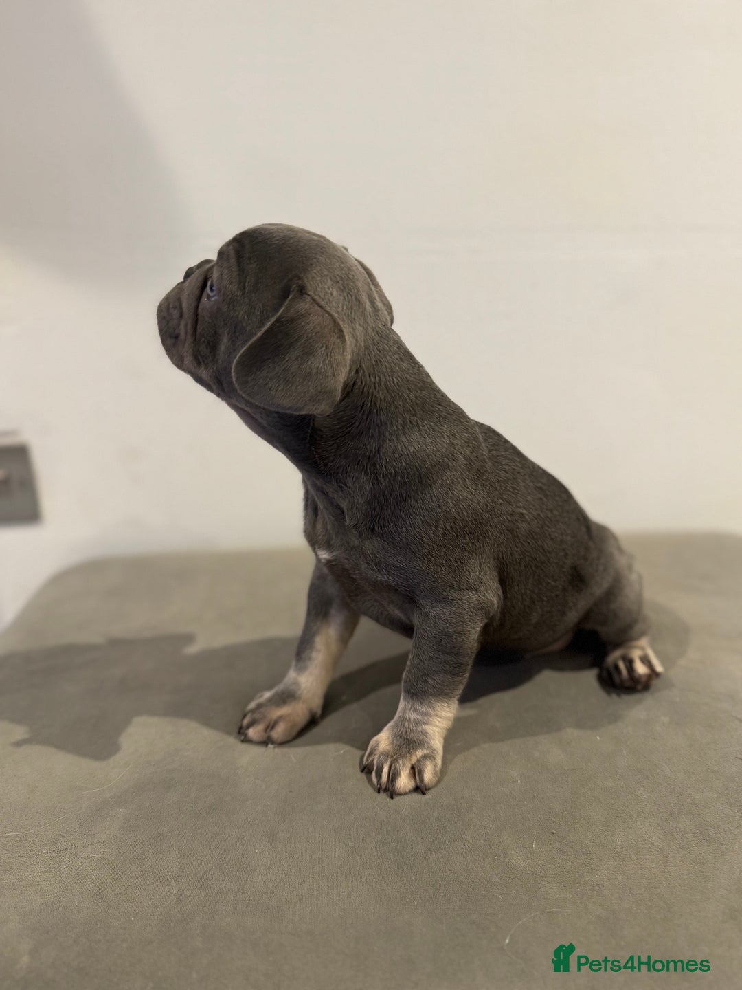 French Bulldog dogs for sale: French bulldogs ready for  **   **   - Advert 18