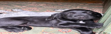 German wire hair pointer 