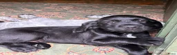 Mixed Breed dogs for sale: Wire hair pointer x lab - Advert 5