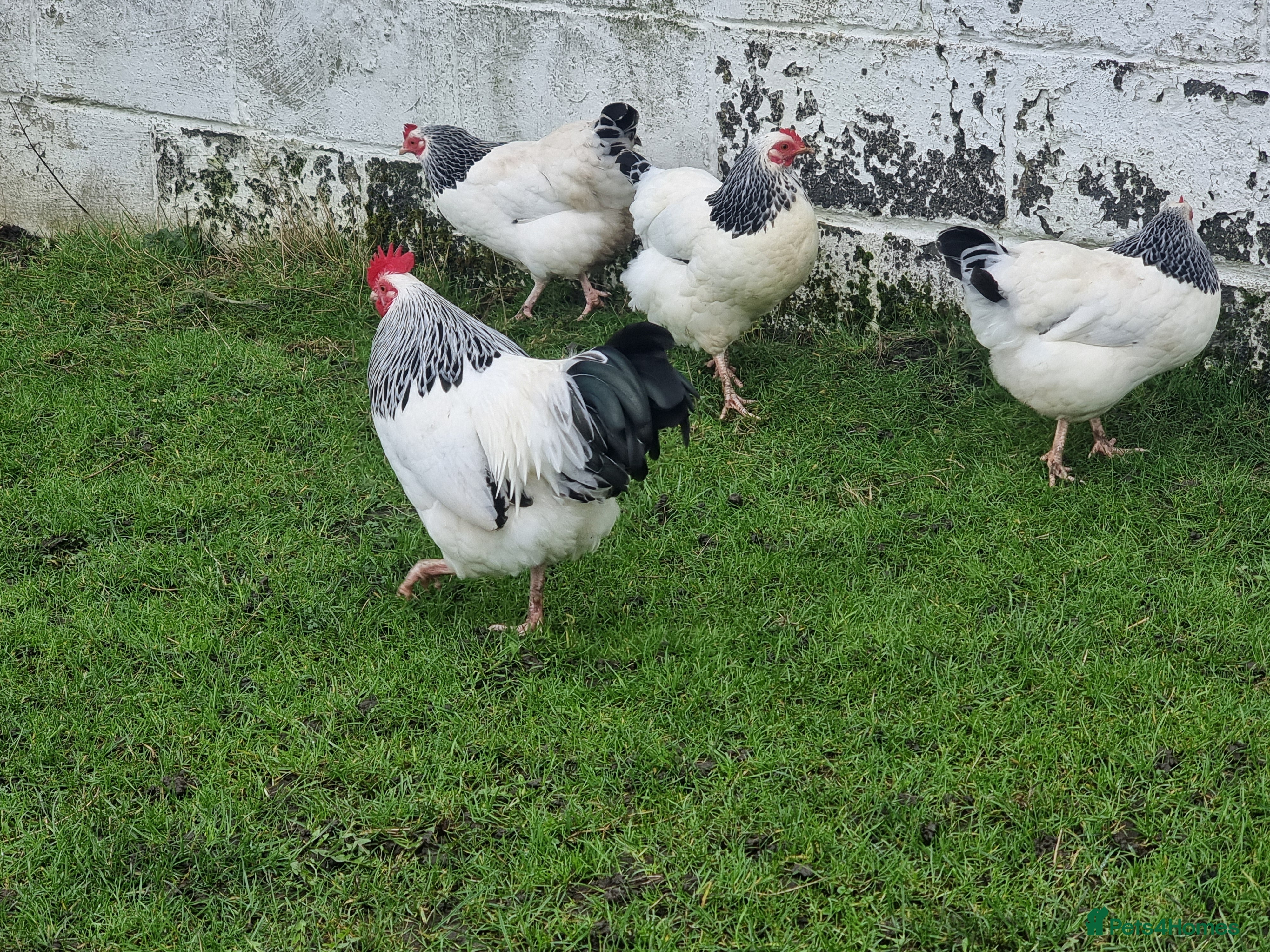 Chickens poultry Light Sussex Bantams - Advert 2