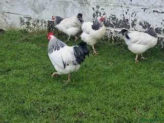 Chickens poultry Light Sussex Bantams - Advert 2