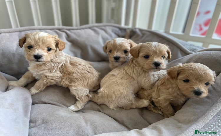 Maltipoo dogs - Advert 11