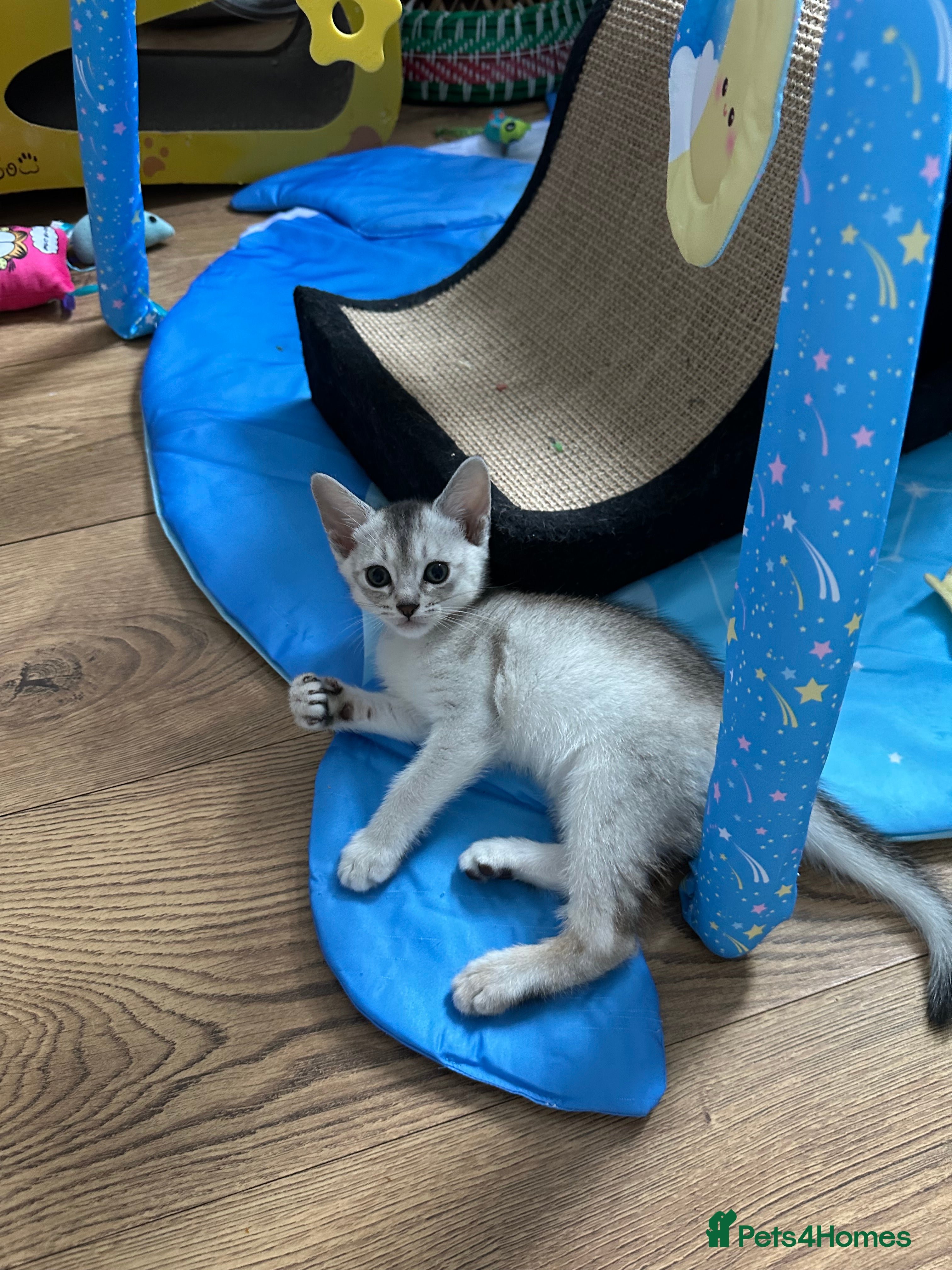 Abyssinian cats Abyssinian last one boy🌟5 weeks old old - Advert 9