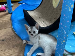 Abyssinian cats Abyssinian last one boy🌟5 weeks old old - Advert 9