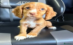 Cocker Spaniel dogs for sale: READY NOW MALE KC RED WORKING COCKER SPANIELS - Image 2