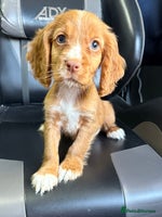 Cocker Spaniel dogs - Advert 16