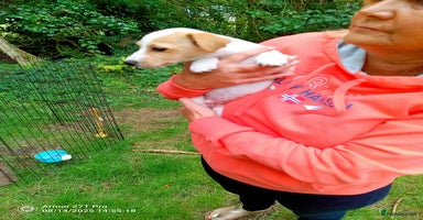 Jack Russell dogs - Advert 7