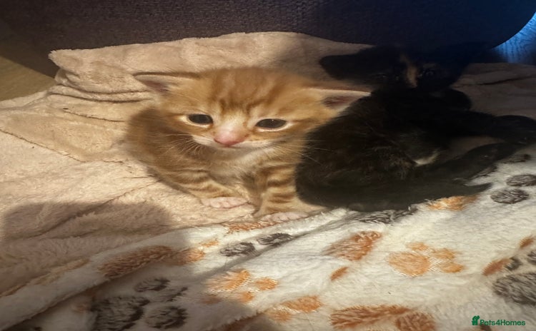 Domestic Shorthair cats - Advert 4