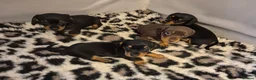 Miniature Dachshund dogs for sale: Adorable KC Pedigree Miniature Dachshund Puppies - Advert 26