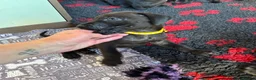 Great Dane dogs for sale: Ready now! Beautiful KC Great Dane puppies  - Advert 35