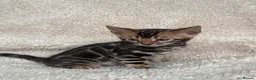 Bengal cats for sale: Bengal Kittens Looking for Loving Homes 🐾  - Advert 38