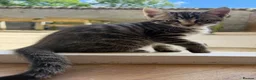 Maine Coon cats for sale: Maine Coon x Silver Tabby British Short hair - Advert 2