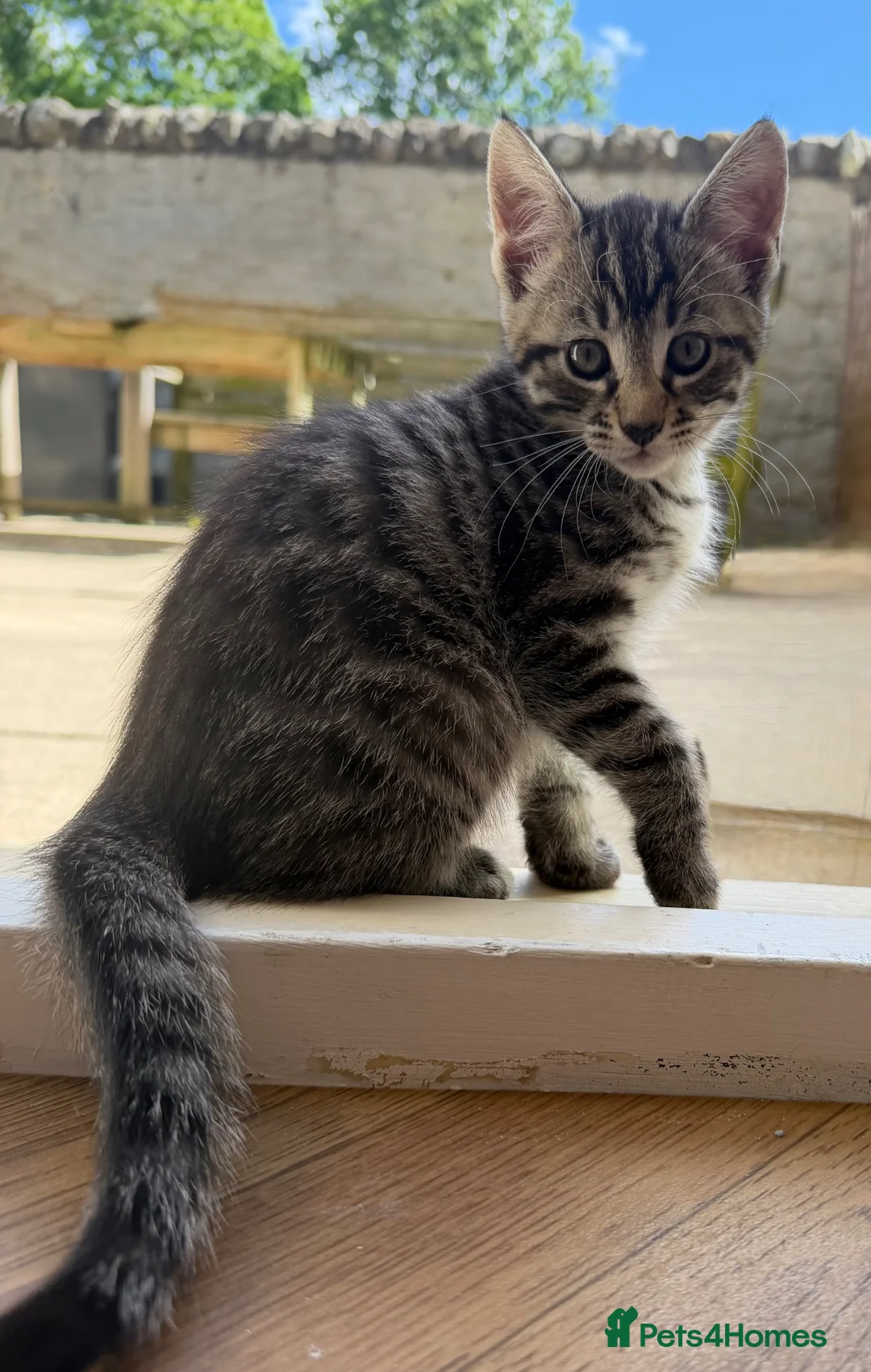 Maine Coon cats for sale: Maine Coon x Silver Tabby British Short hair - Advert 2