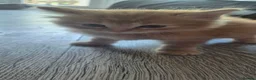 Maine Coon cats for sale: Mixed maine coon fluffy kittens  in Dudley - Advert 13
