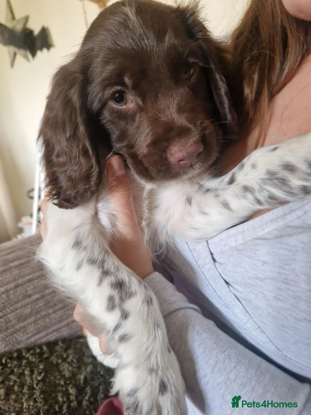 English Springer Spaniel dogs for sale: Outstanding springer boys Ready now! - Advert 7