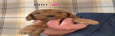 Cockapoo 8