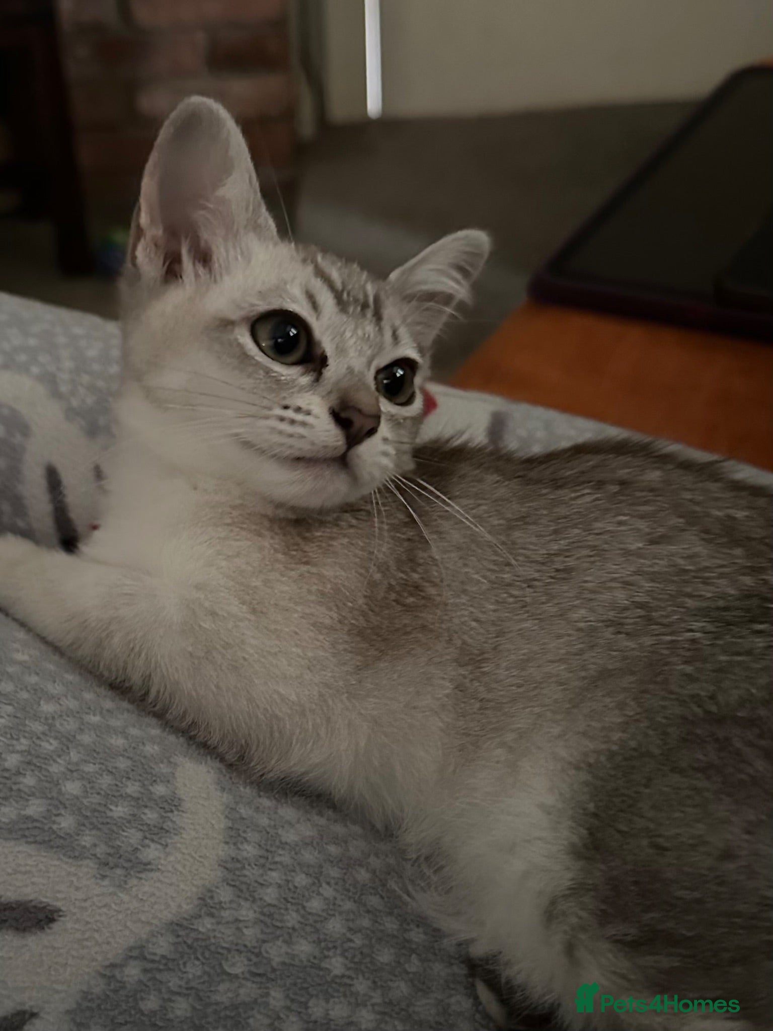 Burmese cats GCcF reg pedigree kittens  - Advert 9