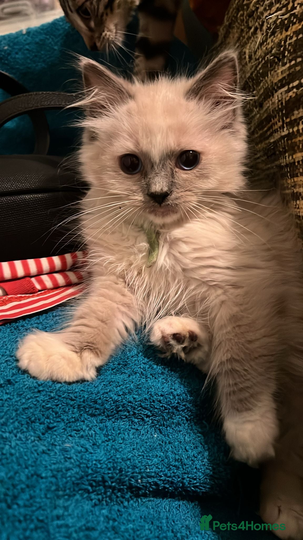 Ragdoll cats for sale: GCCF registered Ragdoll Kittens-*Ready to go* - Advert 1