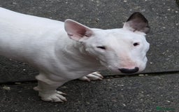 English Bull Terrier dogs for sale: English bull terrier  - Image 2