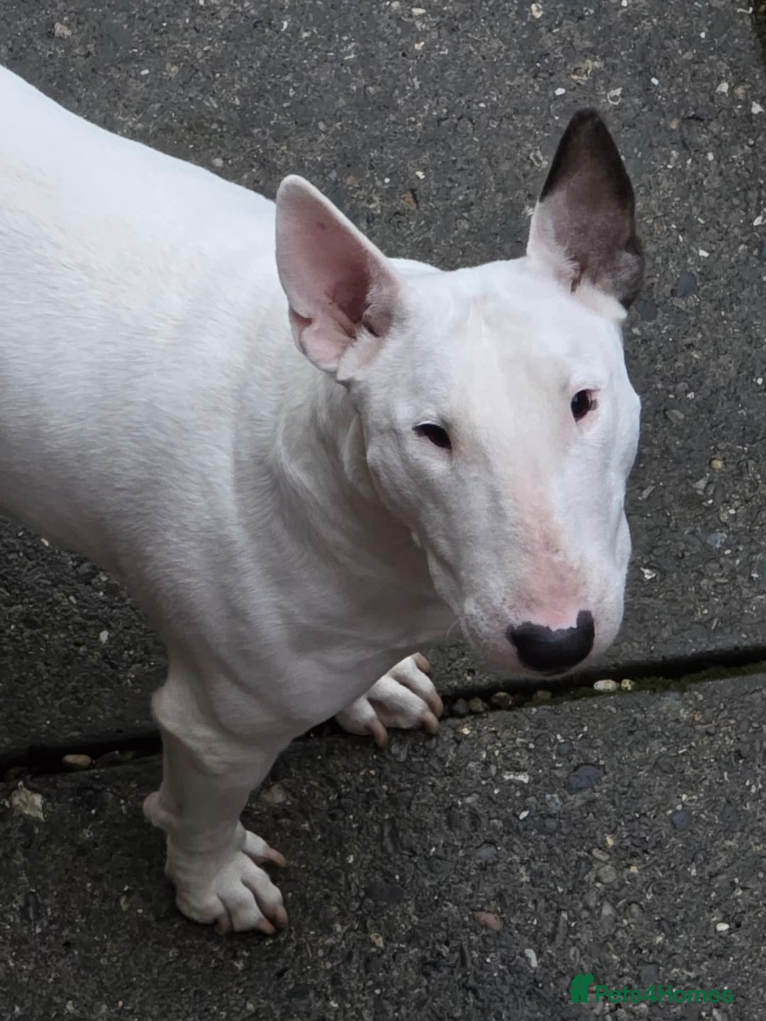 English Bull Terrier dogs for sale: English bull terrier  - Image 2