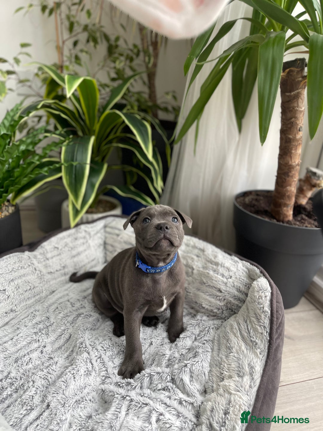 Staffordshire Bull Terrier dogs for sale: 🔷 Pharaon Champion Line Pups 🔷 in Wolverhampton - Image 19