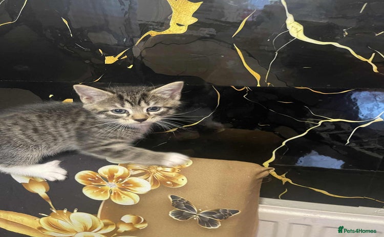 Mixed Breed cats - Advert 2