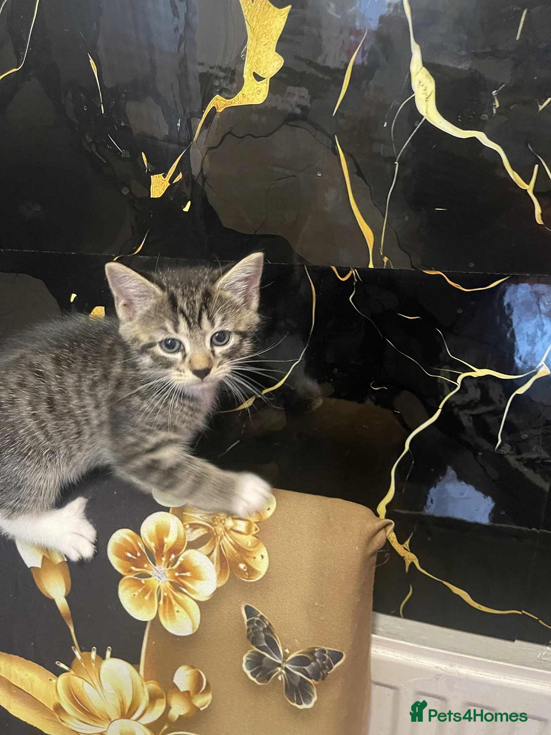 Mixed Breed cats for sale: Kataleja - Image 1