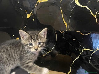 Mixed Breed cats - Advert 12