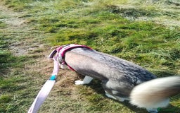 Mixed Breed dogs for sale: Husky x Labrador Retriever - Image 2