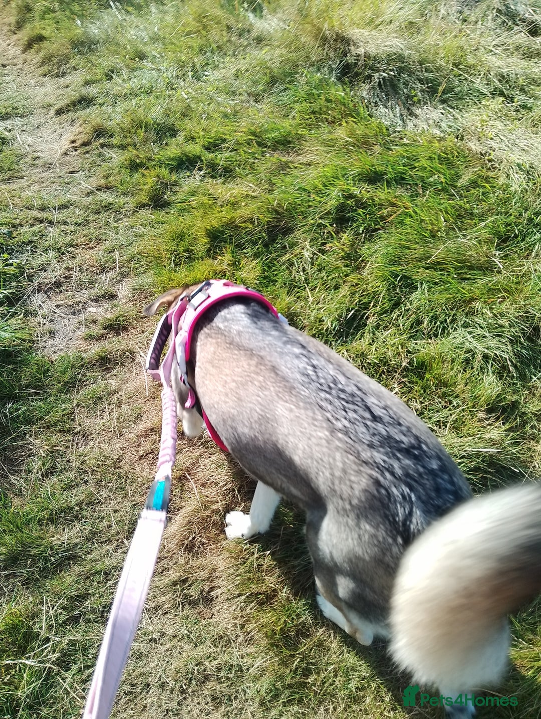 Mixed Breed dogs for sale: Husky x Labrador Retriever - Image 2