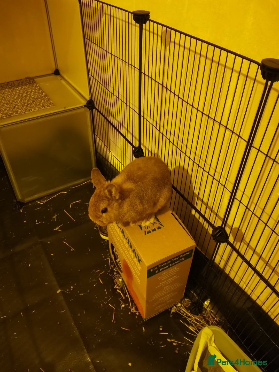 Netherland Dwarf rabbits for sale: Unique, Rare Red Fox Rabbit for sale - Advert 3