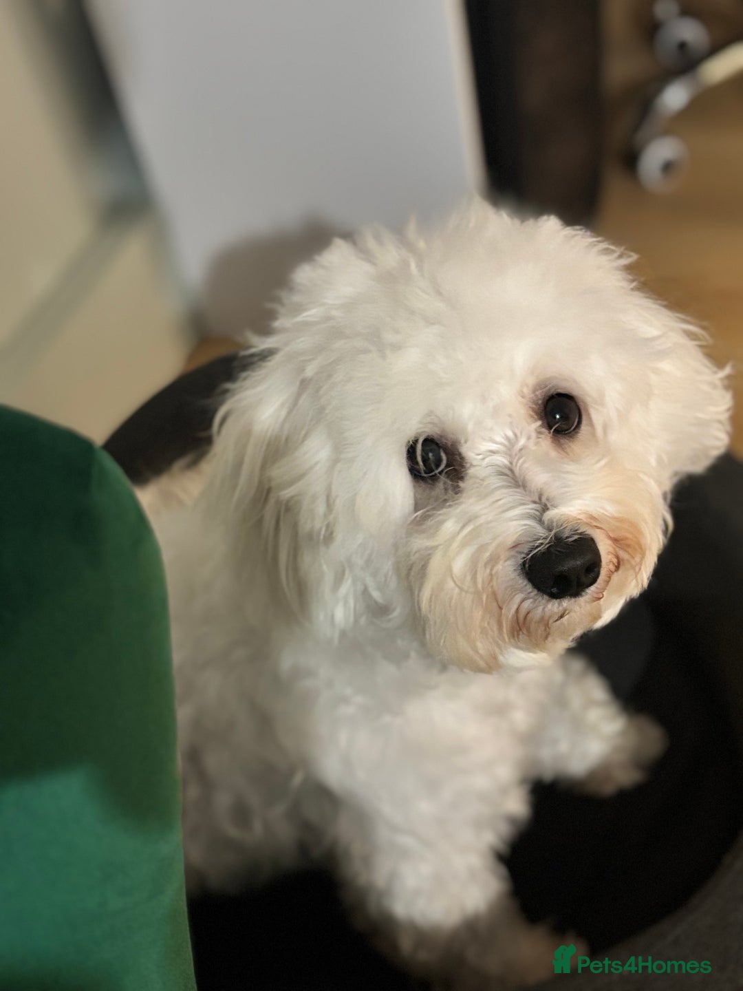 Bichon Frise dogs for sale: Teddy - Advert 4
