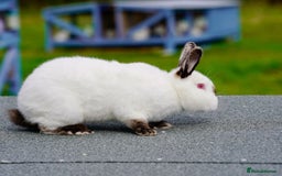 Continental Giant rabbits for sale: Continental Giants  - Image 1