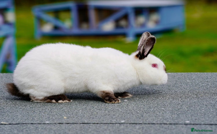 Continental Giant rabbits - Advert 3