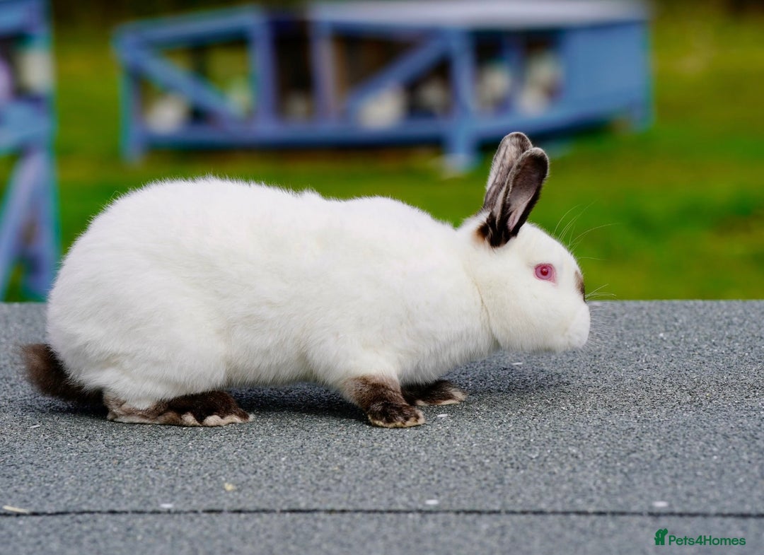 Continental Giant rabbits for sale: Continental Giants  - Image 1