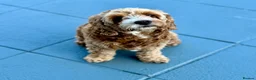 Cavapoo dogs for sale: Beautiful, health tested F1b Cavapoo Puppies - Advert 8