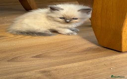 Ragdoll cats for sale: Beautiful ragdolls  - Image 3