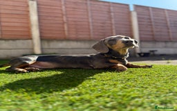 Miniature Dachshund dogs for sale: Miniature Dachshund  - Image 8