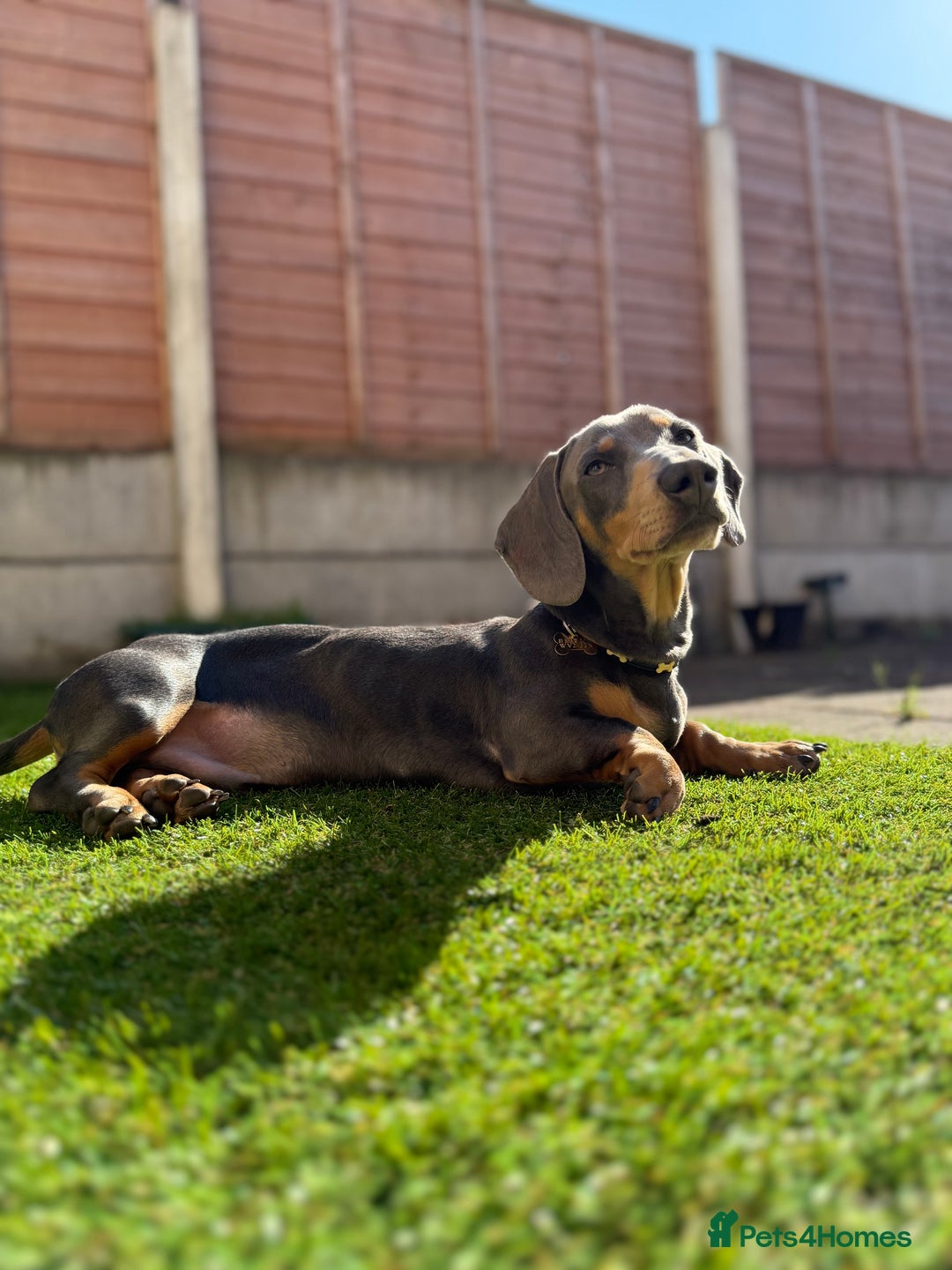 Miniature Dachshund dogs for sale: Miniature Dachshund  - Image 8