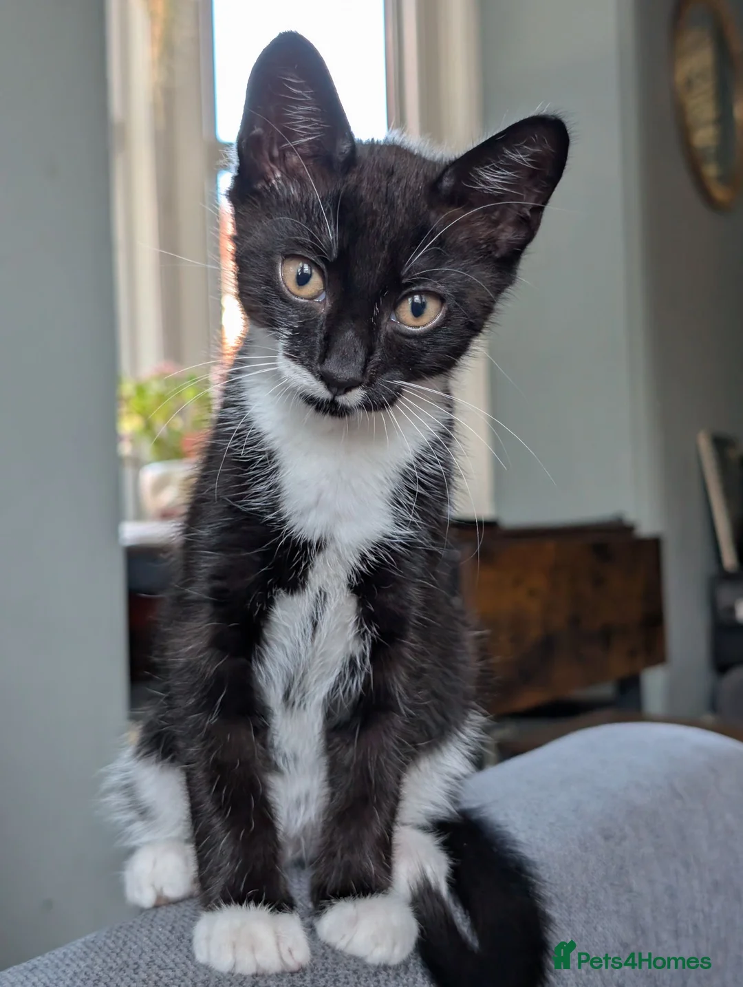 Mixed Breed cats for sale: Siberian X Bengal boy - Advert 8